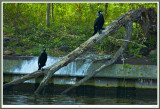 Duo de Cormorans Perchs