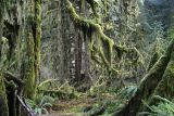 Rain Forest - Olympic NP