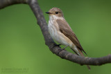 Spotted Flycatcher (Muscicapa striata)