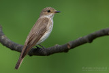 Spotted Flycatcher (Muscicapa striata)