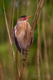 Little Bittern (Ixobrychus minutus)