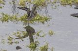 American Golden Plover (Pluvialis dominica)