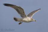 Azores Yellow-legged Gull (Larus michahellis atlantis)