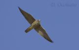 Peregrine (Falco peregrinus ssp brookei)