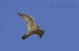 Peregrine (Falco peregrinus ssp brookei)