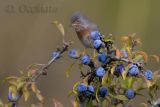 Dartford Warbler (Sylvia undata)
