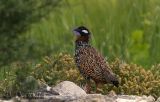 Black Francolin (Francolinus francolinus)