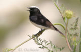 Cyprus Wheatear - 300 f/2.8