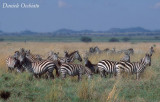 Zebra-comune-01.jpg