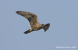Saker (Falco cherrug)