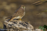 Kestrel (Falco tinnunculus)