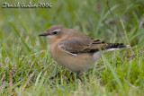 Iceland Northern Wheatear (Oenanthe oenanthe leucorhoa)