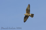 Saker (Falco cherrug)