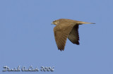 Saker (Falco cherrug)
