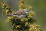 Common Whitethroat (Sylvia communis)