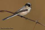 Long-tailed Tit (Aegithalos caudatus ssp italiae)