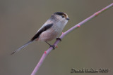 Long-tailed Tit (Aegithalos caudatus ssp italiae)