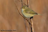 Chiffchaff (Phylloscopus collybita)