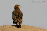 Steppe Eagle (Aquila nipalensis)