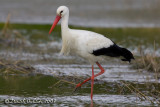 White Stork (Ciconia ciconia)