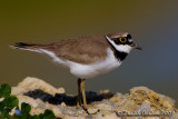 Little Ringed Plover (Charadrius dubius), male