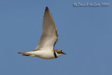 Little Ringed Plover (Charadrius dubius), male