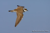 Little Ringed Plover (Charadrius dubius), male