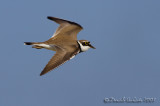Little Ringed Plover (Charadrius dubius), male