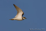 Little Ringed Plover (Charadrius dubius), male