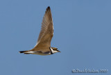 Little Ringed Plover (Charadrius dubius), male