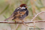 Spanish Sparrow (Passer hispaniolensis)