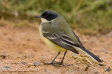 Black-headed Yellow Wagtail (Motacilla flava ssp feldegg)