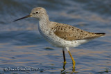 Marsh Sandpiper (Tringa stagnatilis)