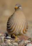 Sand Partridge (Ammoperdix heyi)