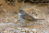 Common Whitethroat (Sylvia communis)