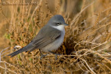 Lesser Whitethroat (Sylvia curruca)