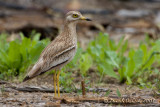 Stone Curlew (Burhinus oedicnemus)