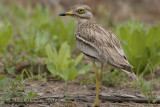 Stone Curlew (Burhinus oedicnemus)