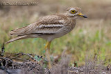 Stone Curlew (Burhinus oedicnemus)