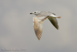 Armenian Gull (Larus armenicus)