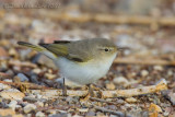Eastern Bonellis Warbler (Phylloscopus orientalis)