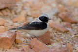 Eastern Black-eared Wheatear (Oenanthe hispanica ssp melanolueuca)