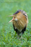 Little Bittern (Ixobrychus minutus)