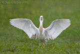 Cattle Egret (Bubulcus ibis)