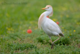 Cattle Egret (Bubulcus ibis)