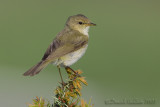 Chiffchaff (Phylloscopus collybita)