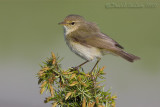 Chiffchaff (Phylloscopus collybita)