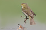 Chiffchaff (Phylloscopus collybita)