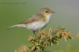 Chiffchaff (Phylloscopus collybita)