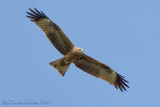 Black Kite (Milvus migrans)